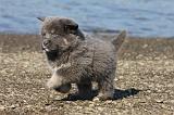 DOGUE DU TIBET 075